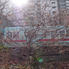 東雲町の早咲き桜