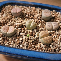 失敗する時もあるから 植物を育てる成功と失敗の楽しみ オリーブ好きレッサーパンダ