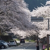 海津大崎、桜開花情報（2017年4月13日12時現在）