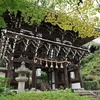 京都「善峯寺」秋明菊　2026