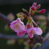 河津桜と紅梅