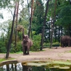 オランダの動物園