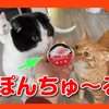 猫におやつは必要なのか？ぽんちゅ〜るをあげてみた。Do cats need snacks?