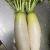 父の育てた冬野菜　家庭菜園の収穫