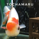 tochamaruのブログ