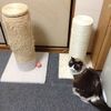 ねここさんに新しい爪研ぎポールをプレゼントした。