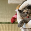 【猫】猫ちゃんの歯磨きおやつ！【虫歯予防】