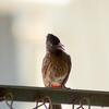 鳥と会話。まるでおとぎの国。