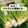 季節のおススメ食材「かぶ」