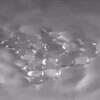 石鹸水と振動がキモ！ 自分でもやってみたくなる水滴が水の上をぷるぷる移動している実験動画