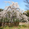 どんどん開花
