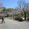 八代城跡の桜、一応開花はしました。