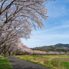 巾着田の桜並木