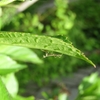 庭の花壇　2018.05.19。