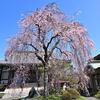 園照寺２＊東京の桜