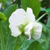 エンドウの花