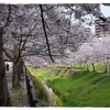 志井川の桜