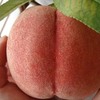 桃だよ～～～・・・♂