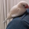 文鳥の世話