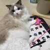 Y子が仕事で寂しそうだったふくちゃん