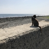 【福岡市街地から日帰りで行ける観光地】猫の島「相島」の行き方＆ランチ＆注意点