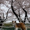 雨散歩と咲便（咲便画像あり）