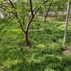 ラヴ＆ピーチ　福島の桃🍑　早生種とそれ以外の早い桃(笑)