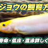 ヒドジョウの飼育方法・混泳・餌・底砂・寿命徹底解説！