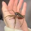 3月のカマキリ