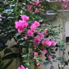 ある花きセンターの美しい花（その２）