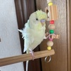 インコの換羽期