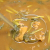 豚とレンコン　シャキシャキカレー