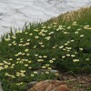 高山植物「チングルマ」の生涯