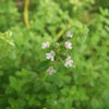 今日の花