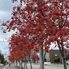 歯科検診の日