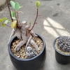瑞昌玉とガジュマルの植え替え