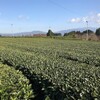 宮崎県茶農家訪問③