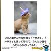 猫なら３割引き・あいのこ・大学ランキング・グルコセレブロシダーゼターゲットでパーキンソン病の創薬へ・その研究は大地を砕く・パーキンソン病関連遺伝子Parkinは自然免疫に重要かも