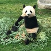 初ブログ🐼