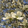 季節の移ろいを感じて —— 桜からハナミズキへ