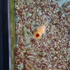金魚部屋のフナ エサくれ絶好調