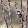 ヤマザキヒタキ Grey Bushchat