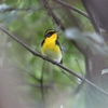 キビタキ・コサメビタキ・センダイムシクイ・コサギ・コガモ・モズ(大阪城野鳥探鳥20251005 5:30-10:55)
