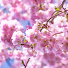 ソメイヨシノにアーコレード：庭の桜