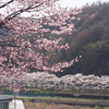 桜（前線）が辿り着いて、満開です。