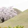 【桜・韓国】 韓国で花見ができる都市を一挙紹介 釜山/大邱/慶州/麗水 気になる花見の時期のチェック