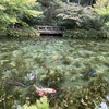 「モネの池 」 &  岐阜市の人気のかき氷屋「赤鰐」✨