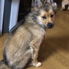 天子の飼い主さんからお便り