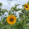 7月6日 梅小路公園お礼