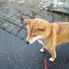 最近子犬によく出会う